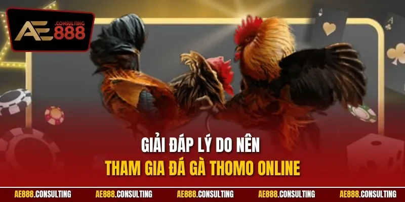 Giải đáp lý do nên tham gia đá gà THOMO online