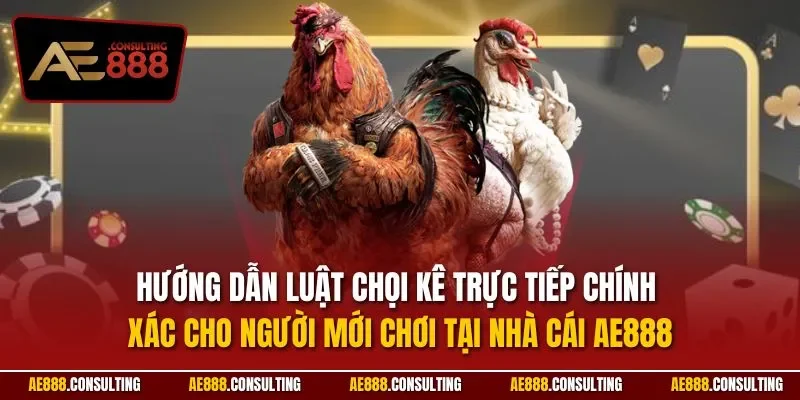 Hướng dẫn luật chọi kê trực tiếp chính xác cho người mới chơi tại nhà cái AE888